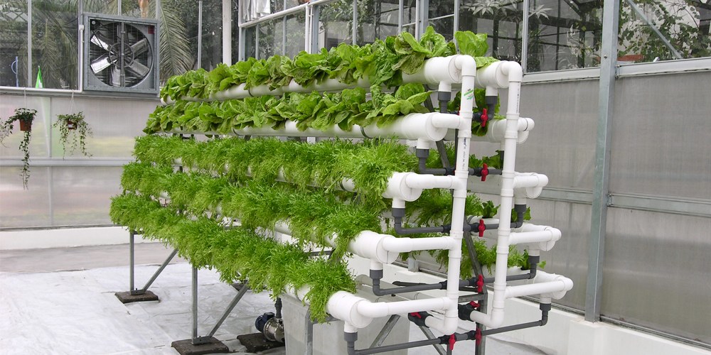 hydroponic vegetable garden indoor