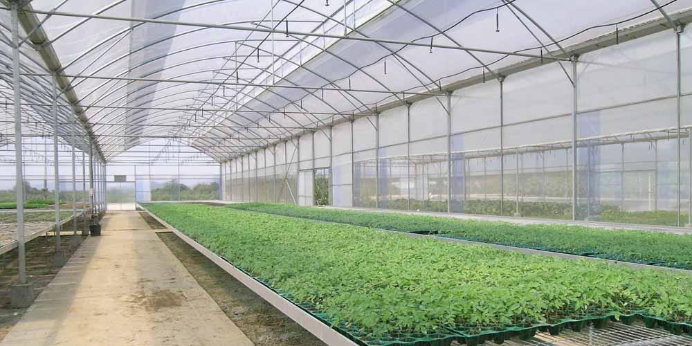 lettuce grow farmstand
