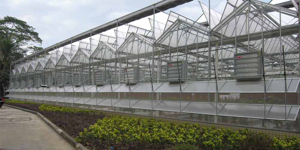 lettuce hydroponic system