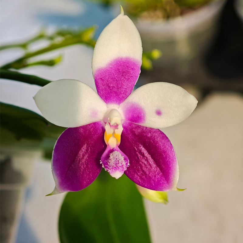 Phalaenopsis Greenhouse Blooming Rate Increased by 200%! Three Major Secrets of Light and Temperature Control Revealed
