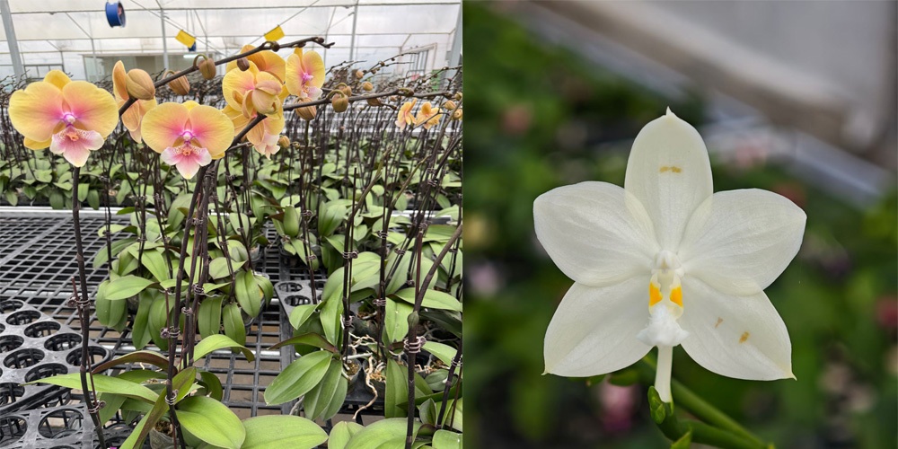 plastic polytunnel greenhouse