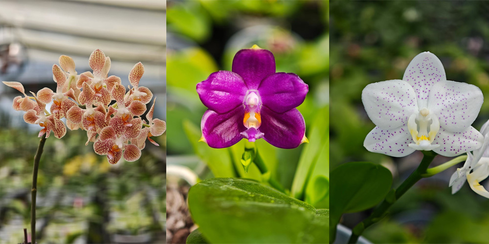 seed beds for planting