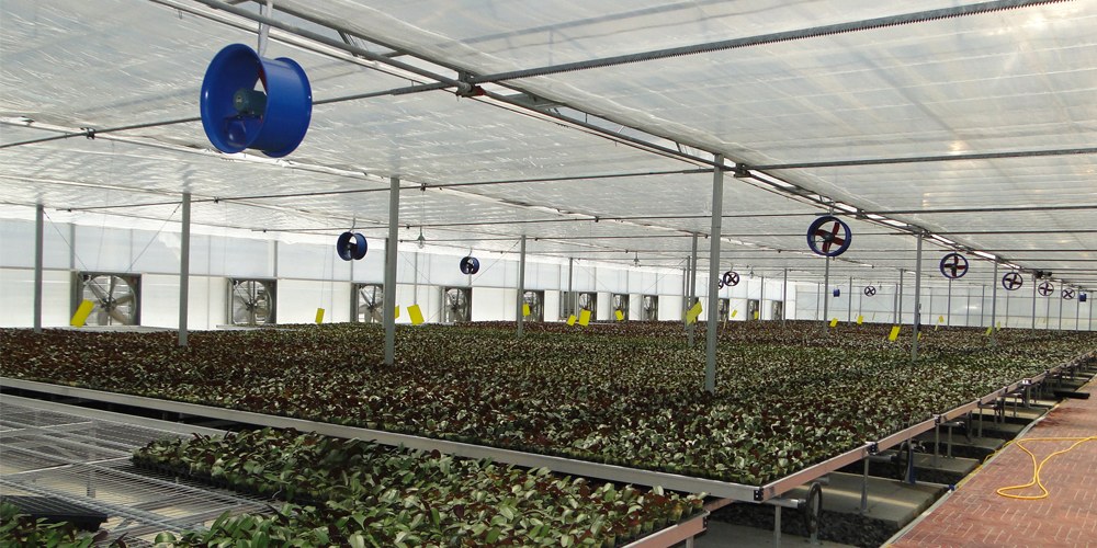 hydroponic greenhouse