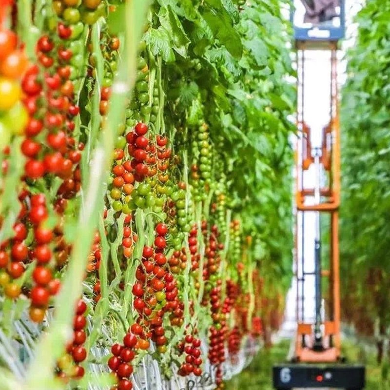 Modern Technical Solutions for the Facility Vegetable Industry