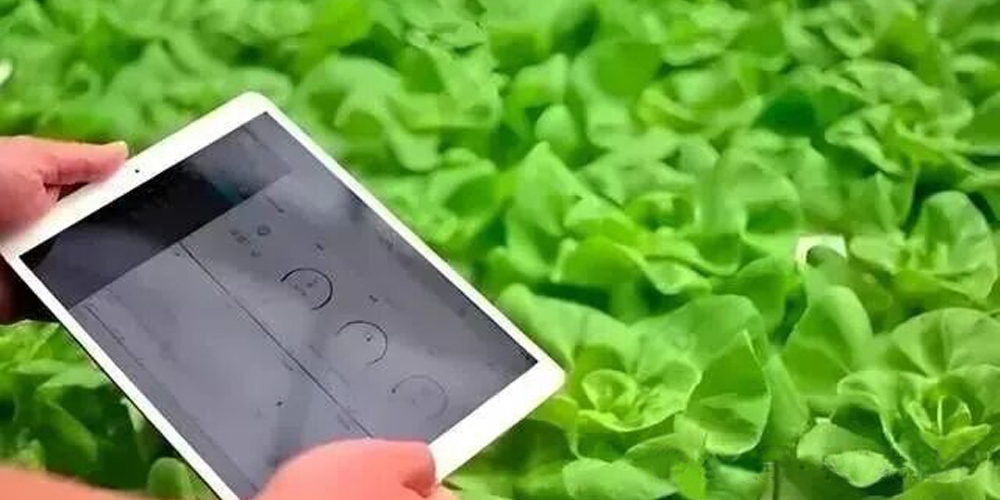 modern glass greenhouse