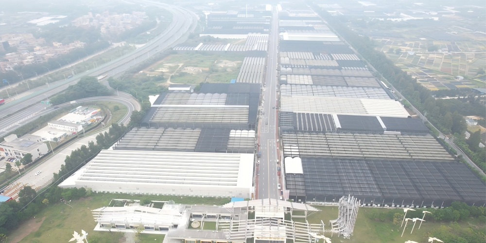 phalaenopsis phalaenopsis