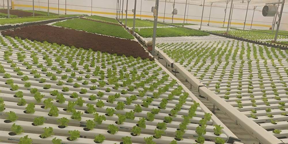 lettuce grow farmstand