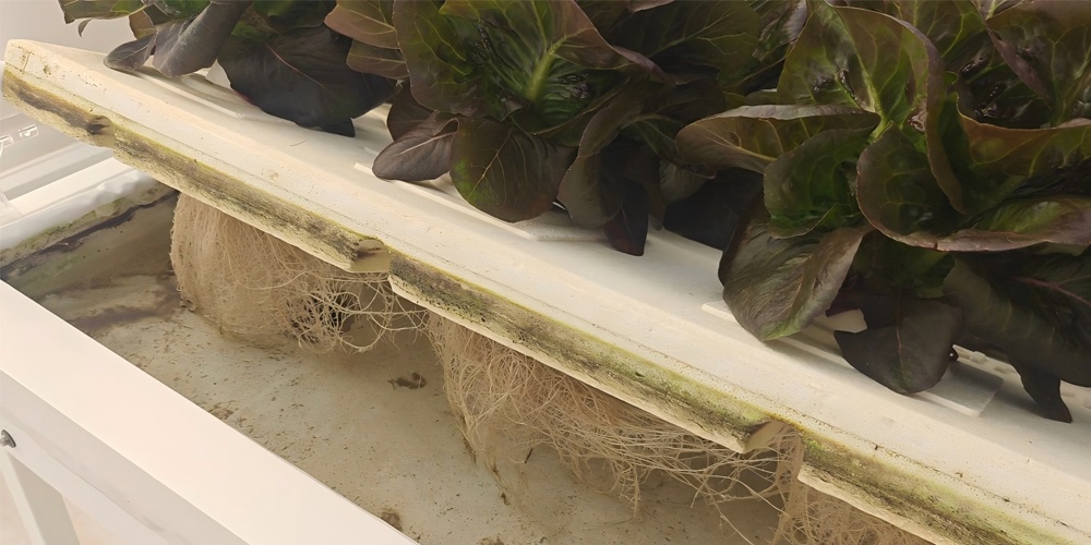 lettuce grow farmstand lettuce grow farmstand