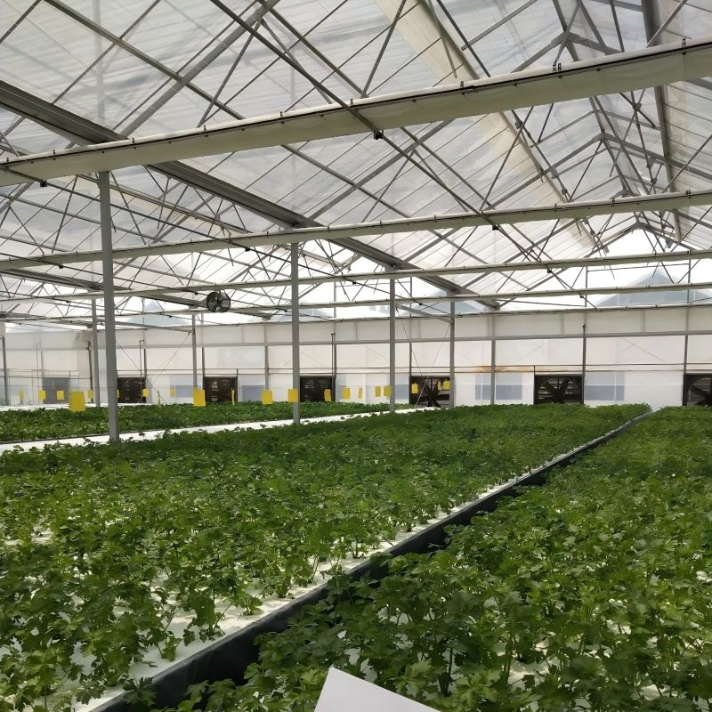 From Seed to Table: A Technical Illustration of the Full Cycle of Modern Greenhouse Hydroponic Lettuce