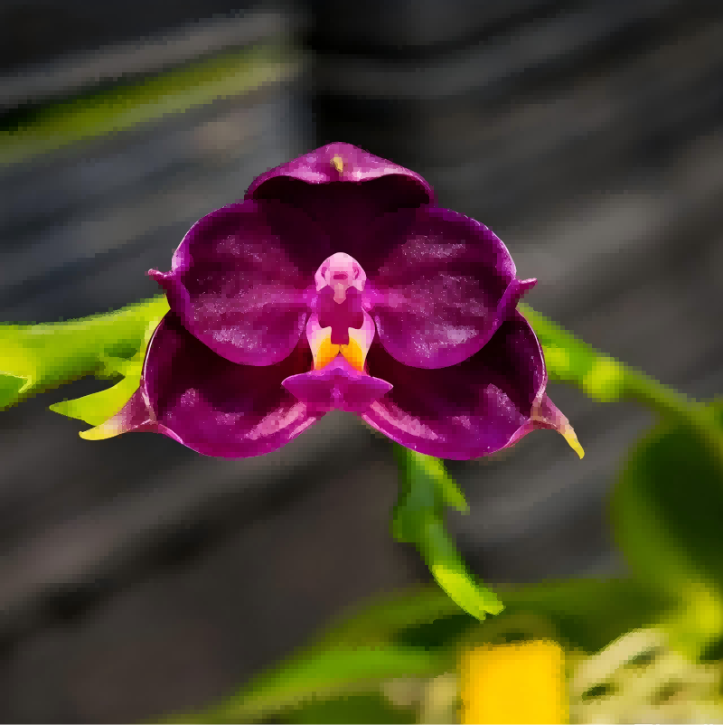 Export Standards Guide for Phalaenopsis in Greenhouses: Comprehensive Workflow for Humidity/Light/Pest and Disease Control