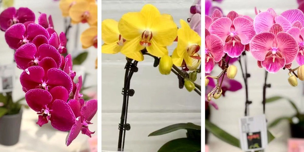 dehumidifier and fans