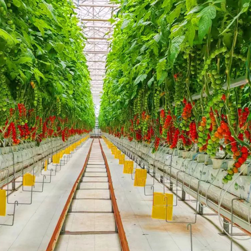 Balcony Mini Tidal System: Innovative Practice of Soilless Planting for Lettuce