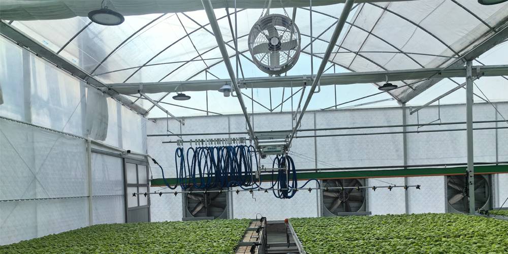 soilless planting soilless planting