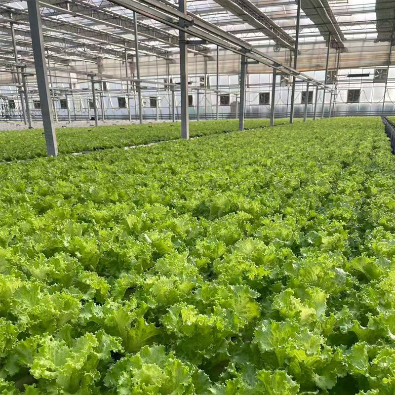 From Greenhouses to Plant Factories: Technology and Soilless Harvests