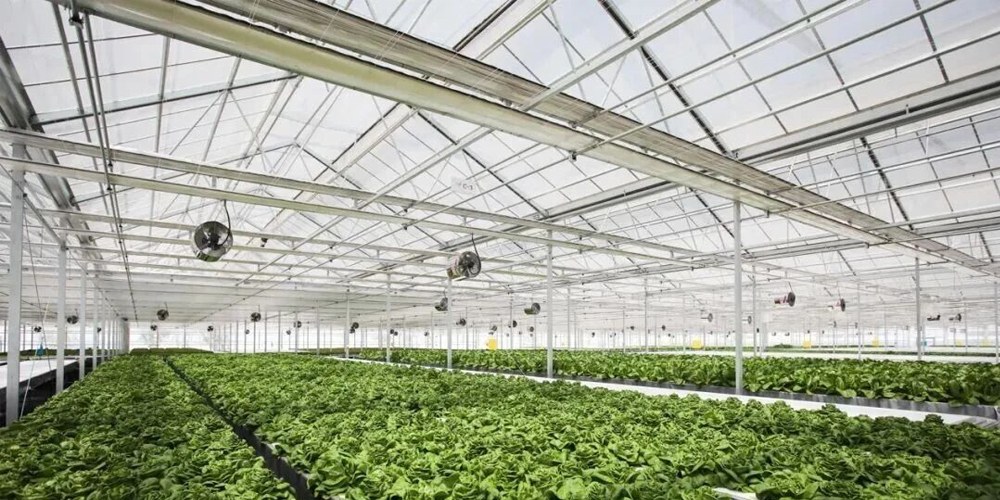 plastic polytunnel greenhouse