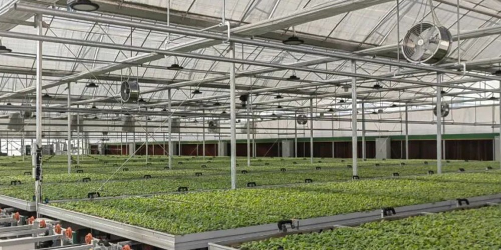 lettuce grow farmstand