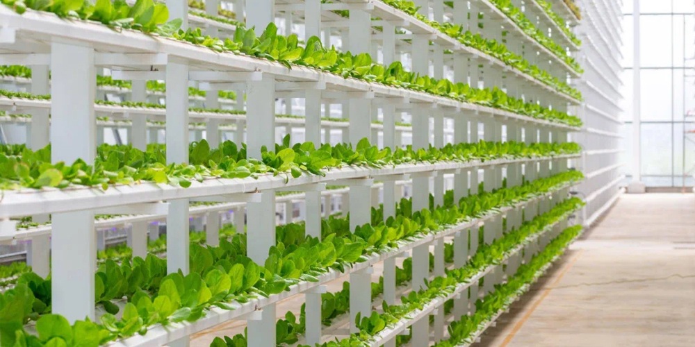 deep water culture hydroponics