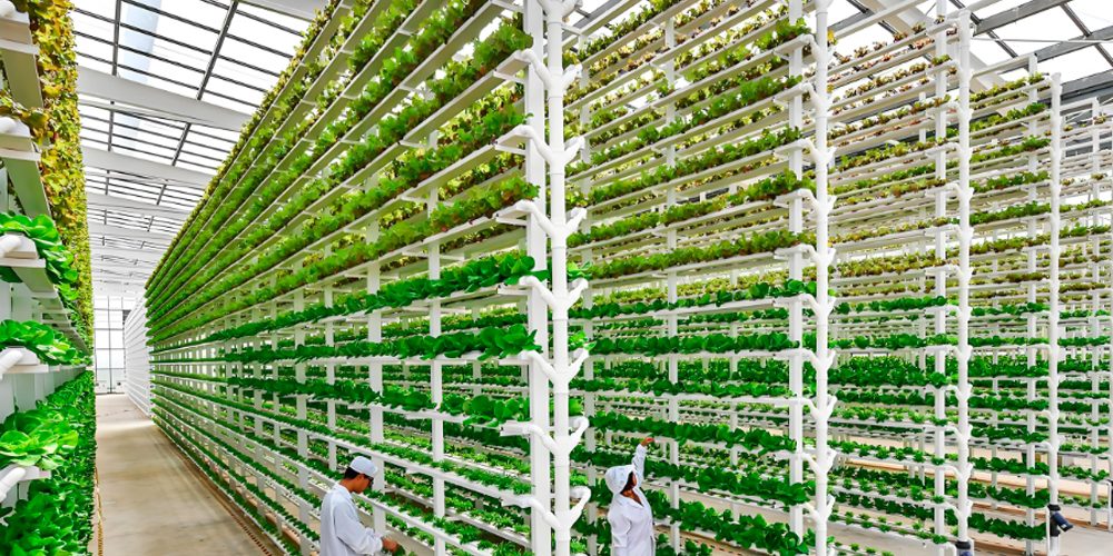 lettuce hydroponic system