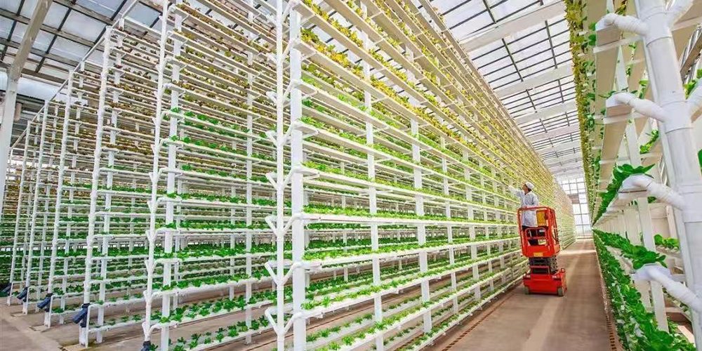 hydroponic greenhouse