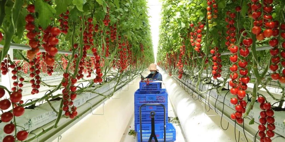 Smart Greenhouse Smart Greenhouse