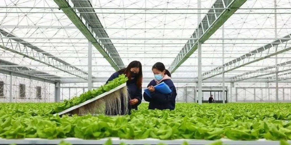 polytunnel plastic polytunnel plastic