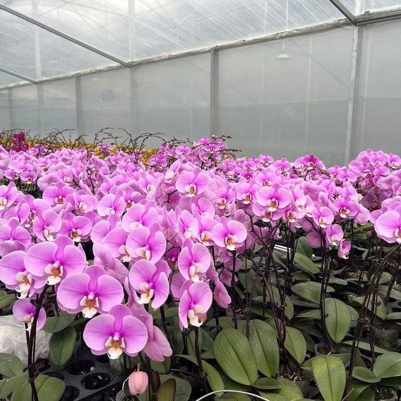 Phalaenopsis Greenhouse Guide: 5 Ways to Boost Flowering