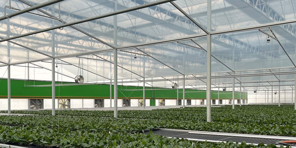 plastic polytunnel greenhouse