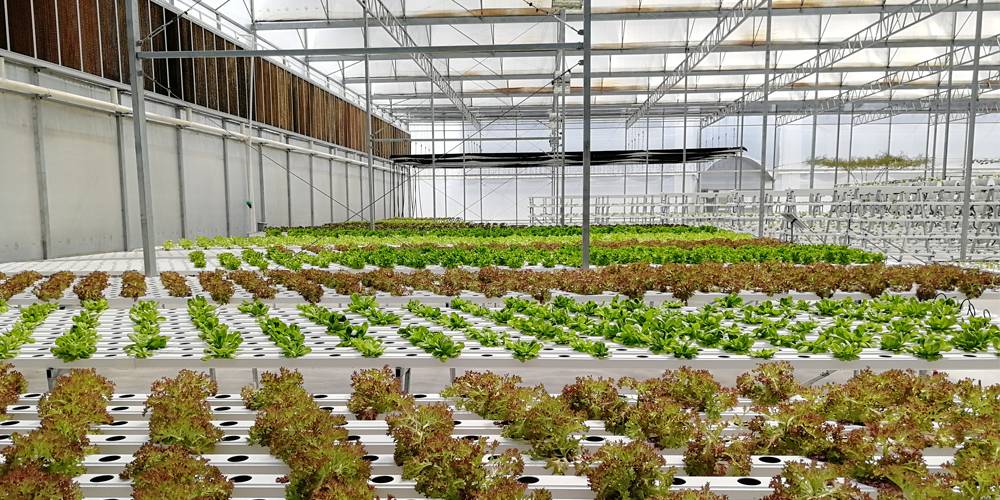 lettuce hydroponic system