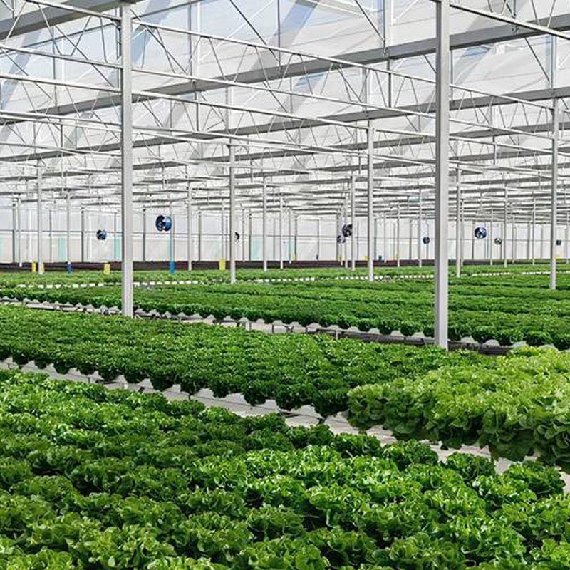 High-Yield Strategies for Plastic Greenhouse Tomatoes: Hydroponic Lettuce