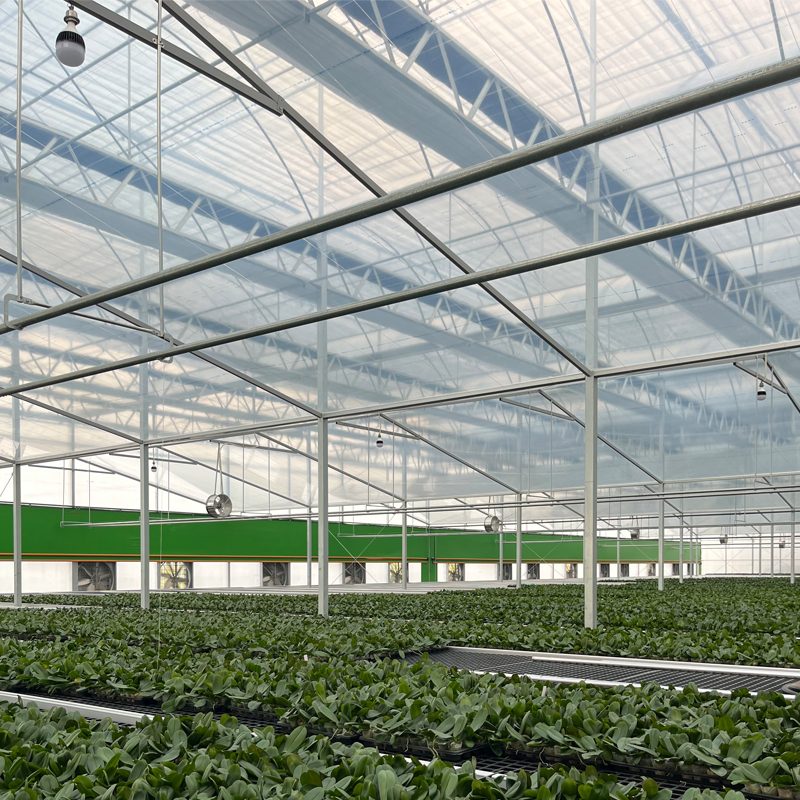 Temperature Control for Phalaenopsis: A Guide Through All Growth