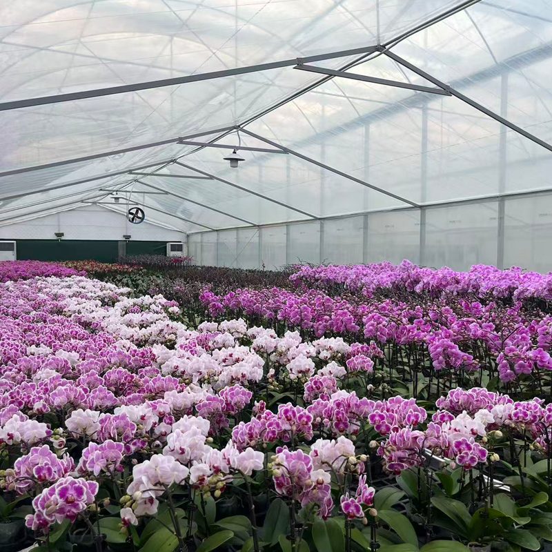Phalaenopsis Greenhouse Humidity Control