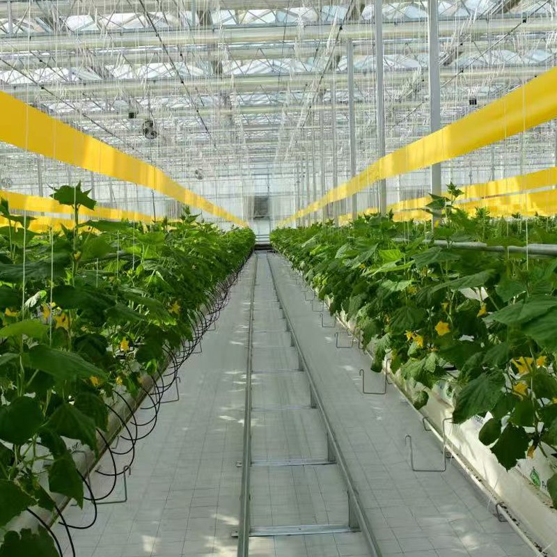 Cucumber Greenhouse Temperature Management