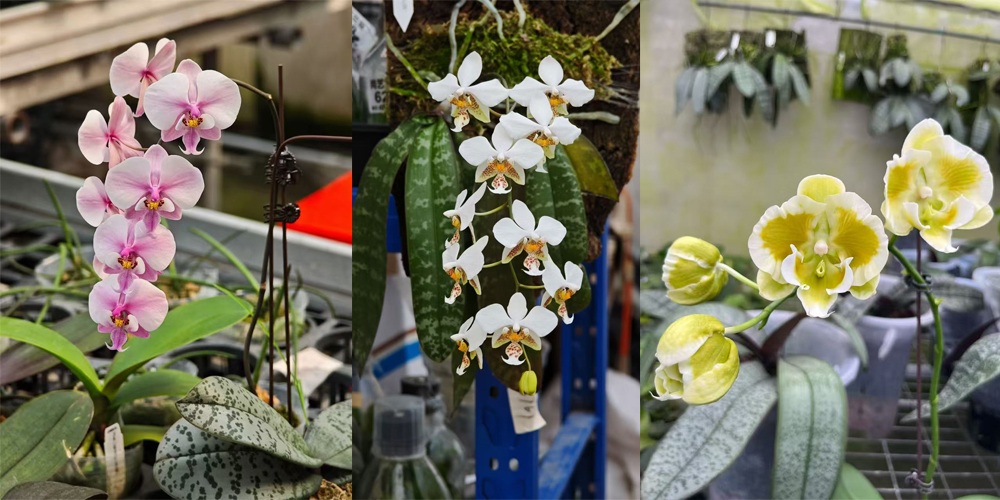 greenhouse circulation fans