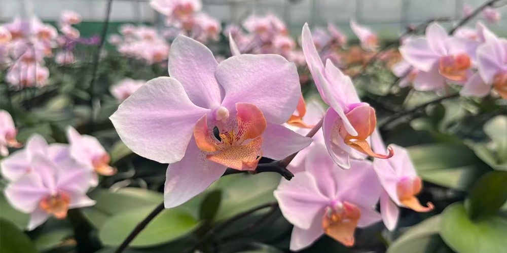 phalaenopsis