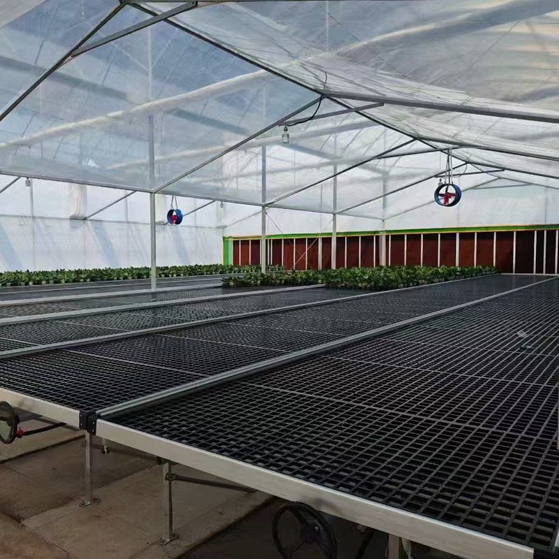 Phalaenopsis Greenhouse Ventilation: Adapt to Local Conditions