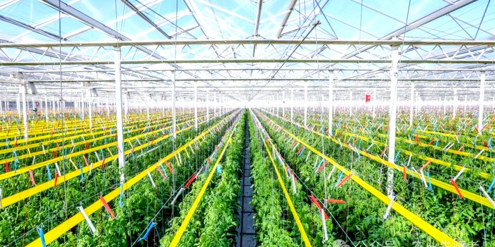 lettuce grow farmstand