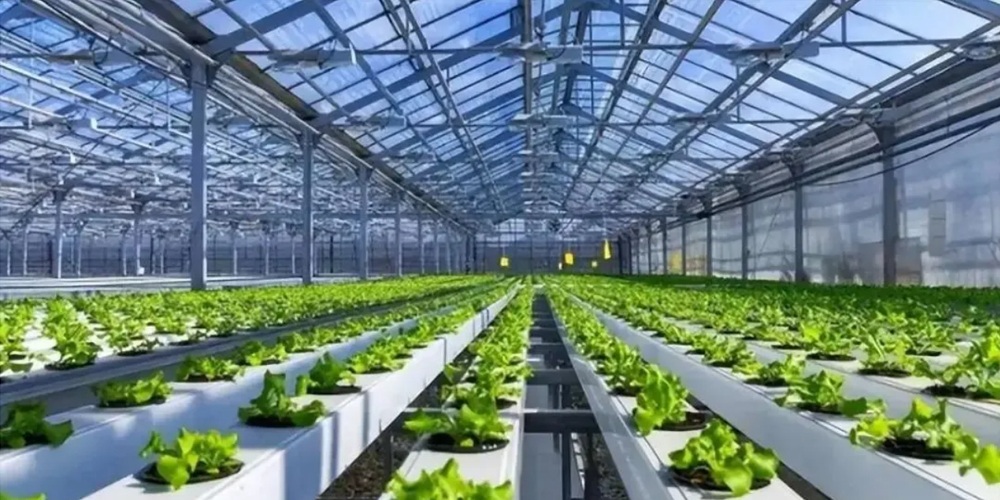 vegetable and fruit greenhouse