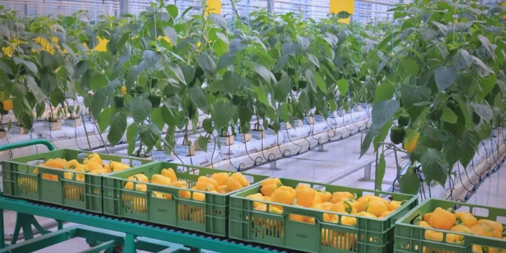 lettuce grow farmstand