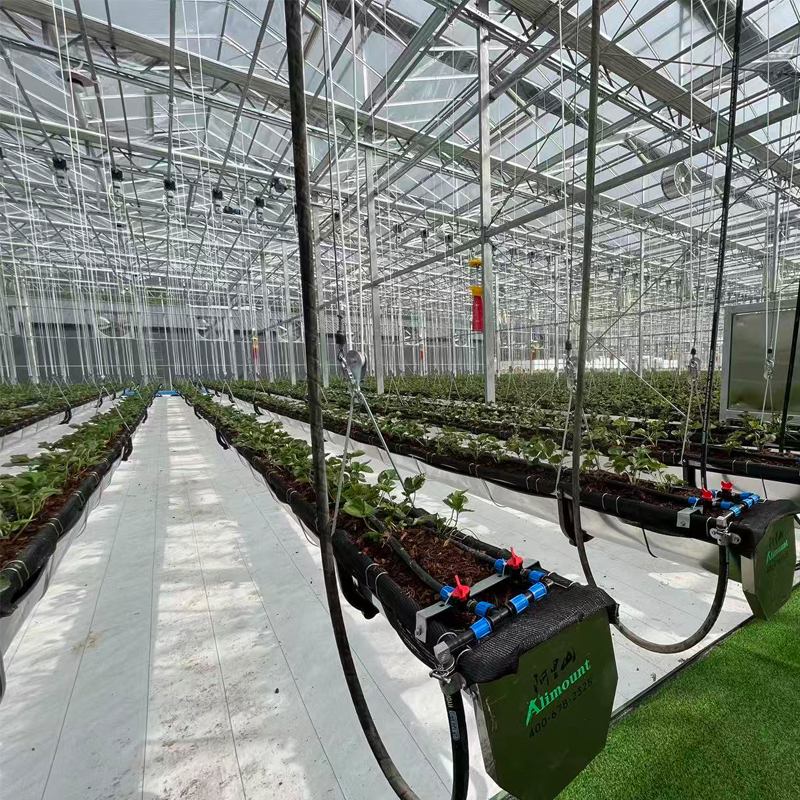 Ecological Control of Aphids and Whiteflies: Comprehensive Strategies for Vegetable and Fruit Greenhouses