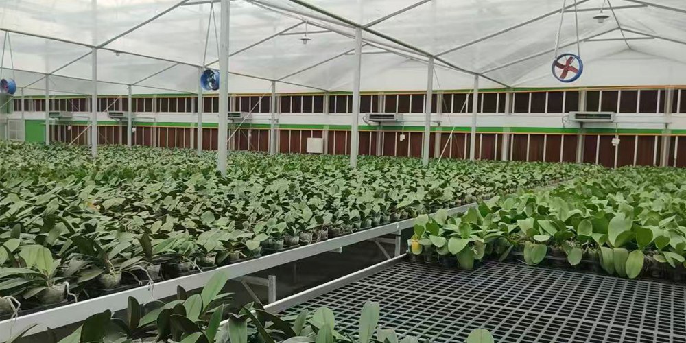 plastic tunnel greenhouse