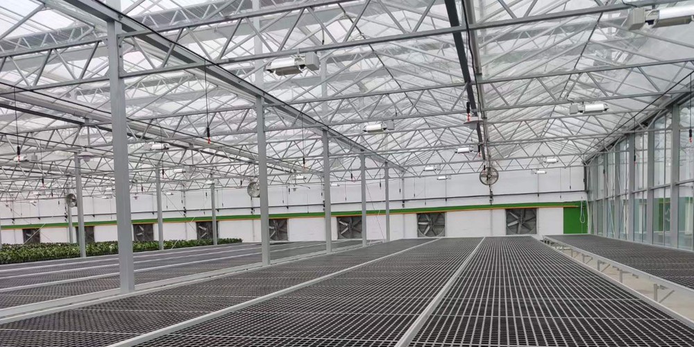 phalaenopsis greenhouse