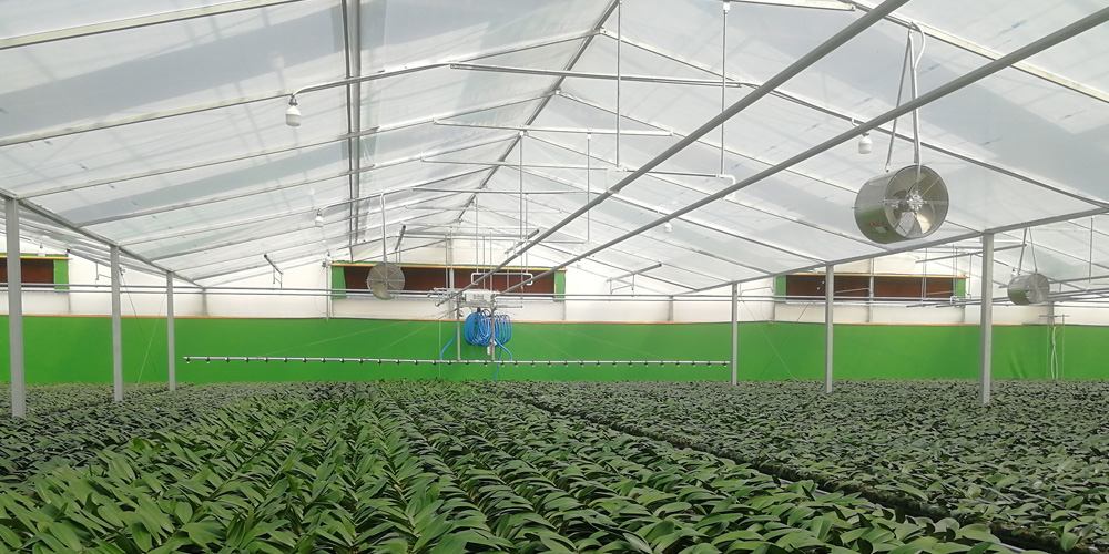 phalaenopsis greenhouse