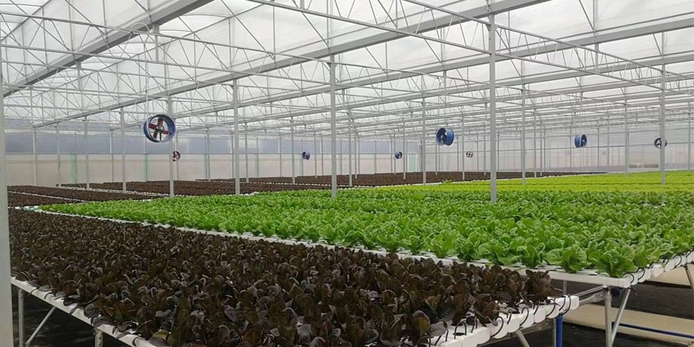 plastic polytunnel greenhouse