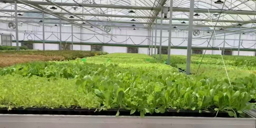 building a plastic greenhouse