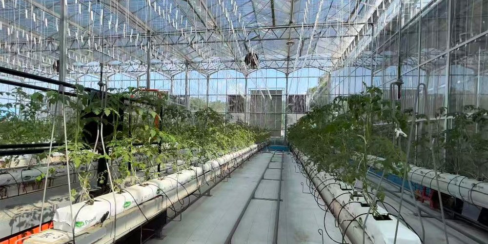 plastic polytunnel greenhouse