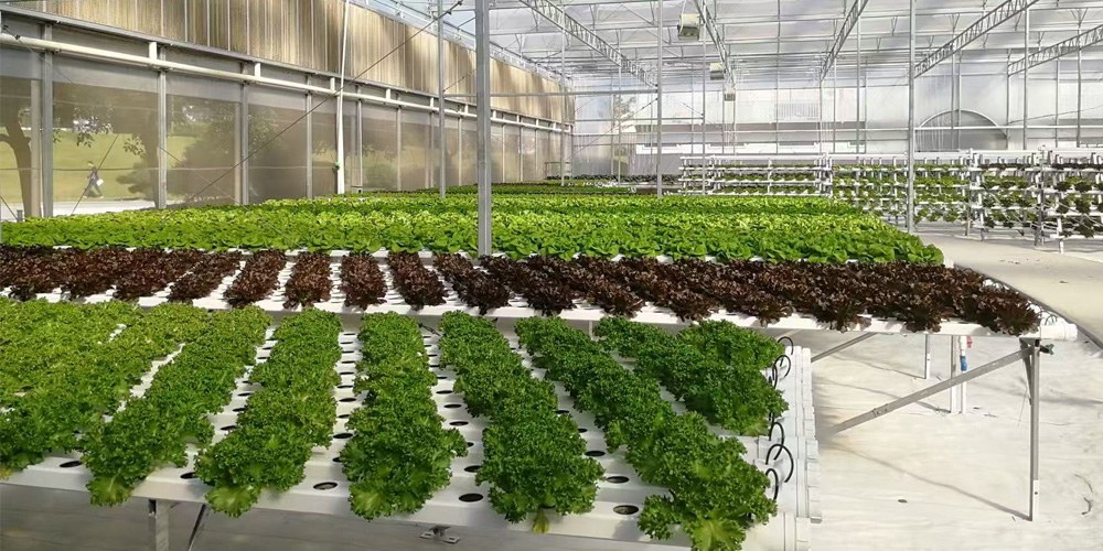 ebb and flow grow system