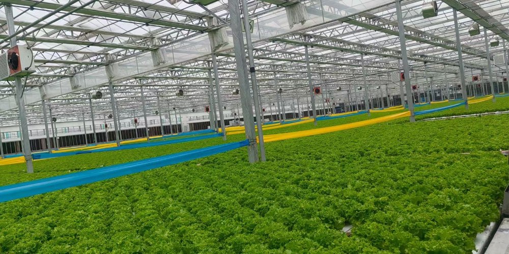 hydroponic greenhouse