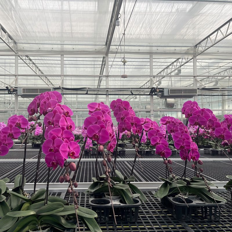 Intelligent Matching: Phalaenopsis Variety Selection Strategy Under Greenhouse Climate Control