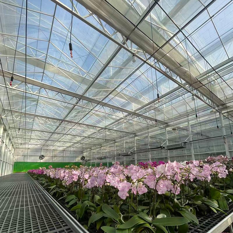 The Practical Path to 30% Improvement in Phalaenopsis Greenhouse Harvesting Efficiency