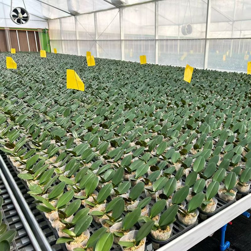 Phalaenopsis Greenhouse in the Tropics: Co-Design Strategy for Dehumidification and Heavy Rain Resistance
